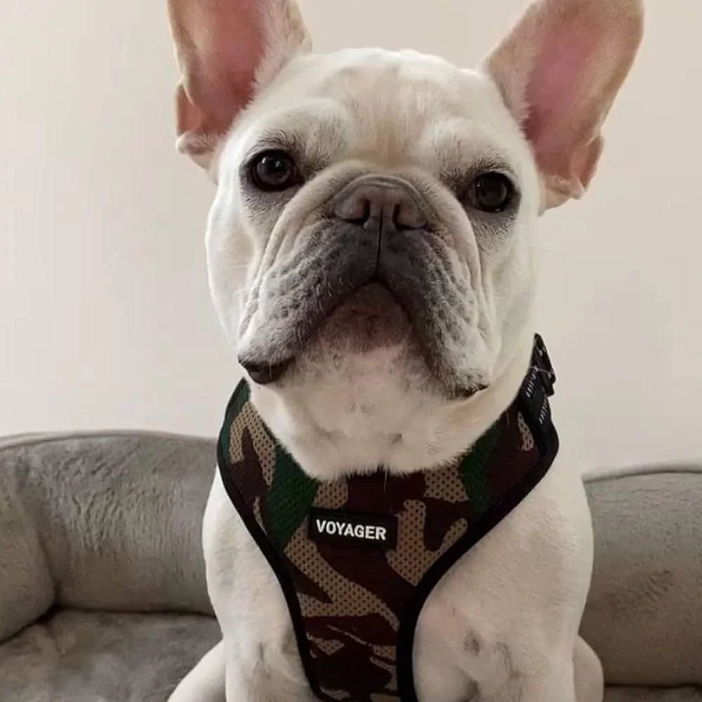Voyager Air Frontier Camo Dog Harness - Green/Brown Camouflage Large